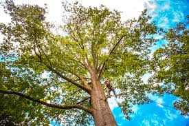 Trusted Belleair Beach, FL Tree Care  Experts