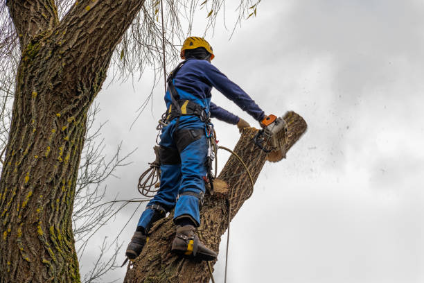 How Our Tree Care Process Works  in  Belleair Beach, FL